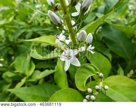 The Gooseneck Loosestrife (lysimachia Clethroides) Flowering With Tiny Flowers, Grouped In Terminal 