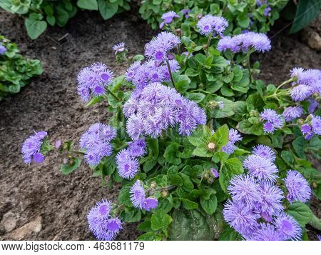 Beautiful Ornamental Plant - The Flossflower, Bluemink, Blueweed, Pussy Foot Or Mexican Paintbrush (