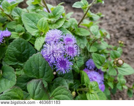 Beautiful Ornamental Plant - The Flossflower, Bluemink, Blueweed, Pussy Foot Or Mexican Paintbrush (