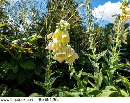 The Yellow Foxglove, Big-flowered Foxglove Or Large Yellow Foxglove (digitalis Grandiflora Mill.) Fl