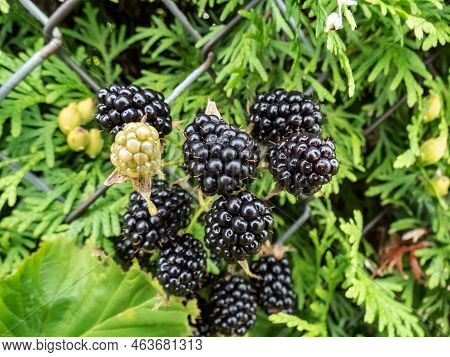 Close-up Shot Of The European Dewberry (rubus Caesius) Growing In The Backyard Garden With Black, Ri