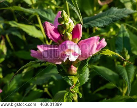 The Turtlehead, Pink Or Lyon's Turtlehead (chelone Lyonii) Flowering With Hooded, Snapdragon-like, T