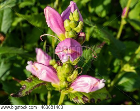 The Turtlehead, Pink Or Lyon's Turtlehead (chelone Lyonii) Flowering With Hooded, Snapdragon-like, T