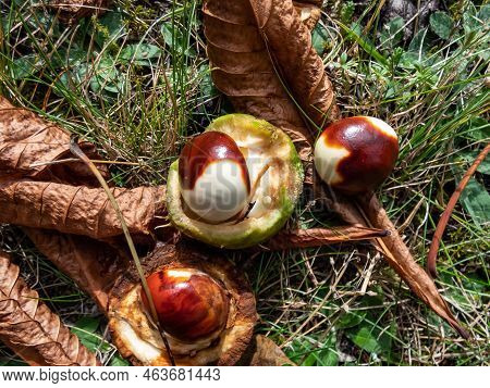 Closeup View Of Fresh Horse Chestnuts (aesculus Hippocastanum) Unripe And Partly Brown. Development 