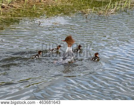 Small, Fluffy Chicks Together With Mother Of The Goosander (common Merganser) (mergus Merganser) Swi