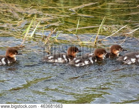 Small, Fluffy Chicks Together With Mother Of The Goosander (common Merganser) (mergus Merganser) Swi