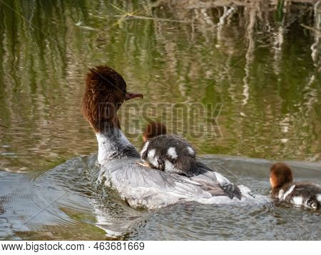 Small, Fluffy Chicks Together With Mother Of The Goosander (common Merganser) (mergus Merganser) Swi