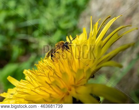 Macro Shot Of A Single Bee Covered With Yellow Pollen On A Yellow Dandellion Flower (lion's Tooth) F