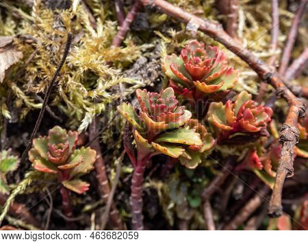 The Stringy, Gold Moss Stonecrop And Graveyard Moss (sedum Sarmentosum) With Multiple Branching Stem
