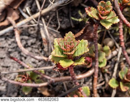 The Stringy, Gold Moss Stonecrop And Graveyard Moss (sedum Sarmentosum) With Multiple Branching Stem