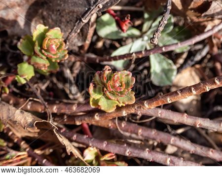 The Stringy, Gold Moss Stonecrop And Graveyard Moss (sedum Sarmentosum) With Multiple Branching Stem