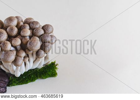Cluster Of Fresh Brown Shimeji Mushrooms Close Up. Shimeji Mushrooms On A Light Background With Ston