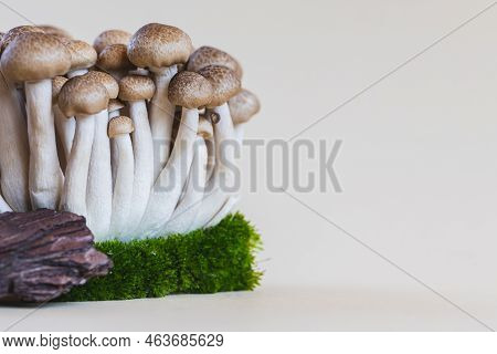 Cluster Of Fresh Brown Shimeji Mushrooms Close Up. Shimeji Mushrooms On A Light Background With Ston