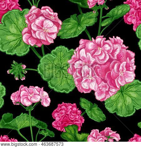 Beautiful Seamless Pattern With Hand Drawn Luxurious Pink Flowers Pelargonium On A Black Background.