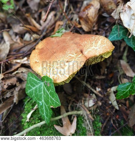 The Xerocomus Flywheel Is A Genus Of Edible Tubular Fungi, The Boletaceae Family. The Fissured Flywh