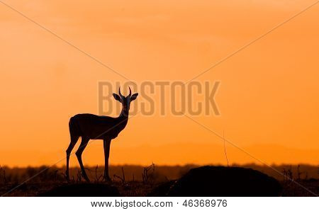 Afrikanischer Sonnenuntegang mit Hirsch silhouette