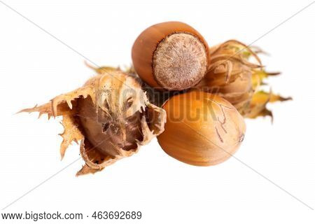 Forest Nuts Hazel Nuts Isolated On White Background
