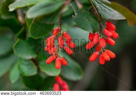 Barberry. Beautiful Barberry In The Garden. Berries Of Barberry. Photo Background With Barberry With