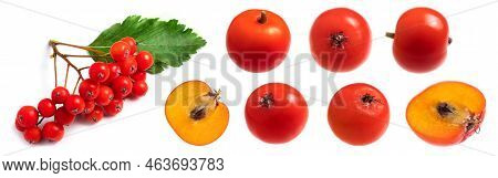 Collection Of Red Ripe Berries Of Rowan. Half Rowan. With Green Rowan Leaves Isolated On White Backg