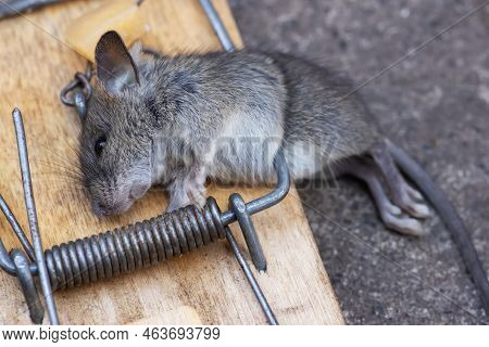Dead Mouse In A Mousetrap. Mouse Hunting. The Mouse Is A Small Rodent And Pest,
