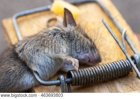 Dead Mouse In A Mousetrap. Mouse Hunting. The Mouse Is A Small Rodent And Pest,