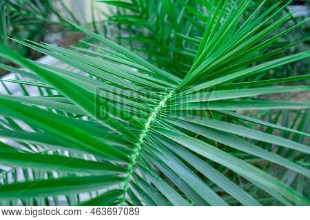 Single Green Palm Leaf. Palm Tree Close Up. Green Palm Leaf Textured Background. Selective Focus. Sh