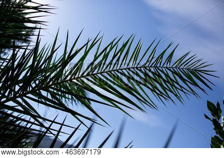 Single Green Palm Leaf Against Blue Sky. Palm Tree Close Up. Green Palm Leaf Textured Background. Se