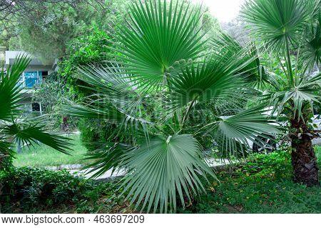 Green Palm Tree Leaves. Livistona Rotundifolia Palm Tree Close Up. Green Palm Foliage At The Sunligh