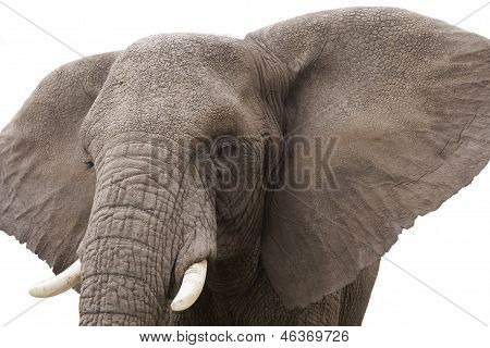 Elefant, isoliert