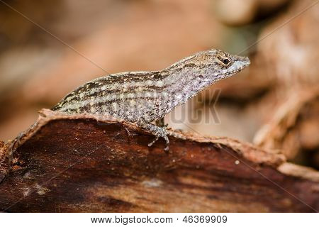 ภาพเหมือนของกรอบตะวันออกจิ้งจก Sceloporus undulatus