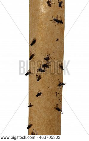 Flypaper. Flies Glued On Sticky Tape On A White Background.