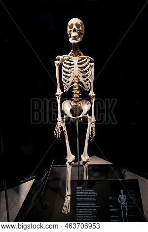 Moscow, Russia - May 05, 2021: Famous Anatomy Exhibition Body Worlds Where Plastinated Bodies Are Ex