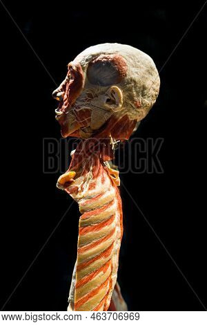 Moscow, Russia - May 05, 2021: Famous Anatomy Exhibition Body Worlds Where Plastinated Bodies Are Ex