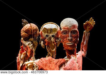 Moscow, Russia - May 05, 2021: Famous Anatomy Exhibition Body Worlds Where Plastinated Bodies Are Ex