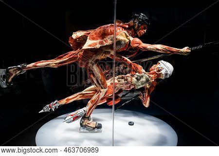 Moscow, Russia - May 05, 2021: Famous Anatomy Exhibition Body Worlds Where Plastinated Bodies Are Ex