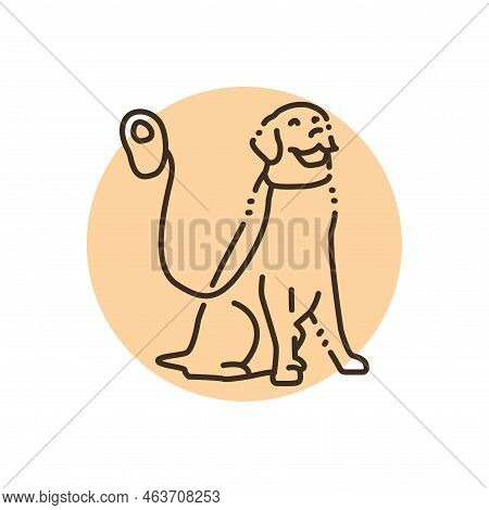 Golder Retriever On A Leash Color Line Icon. Pictogram For Web Page