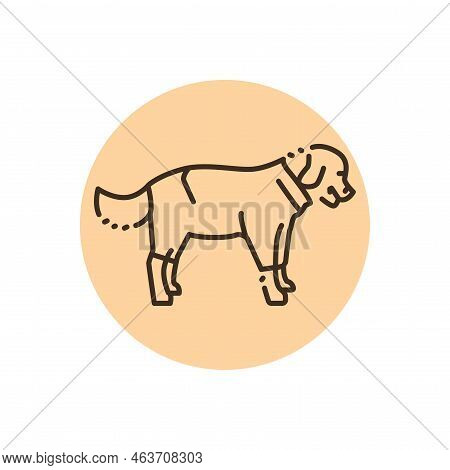 Golder Retriever Wearing Raincoat Color Line Icon. Pictogram For Web Page