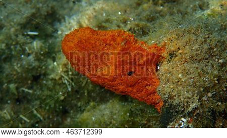 Dying Red Encrusting Sponge Or Orange-red Encrusting Sponge (crambe Crambe) Undersea, Aegean Sea, Gr