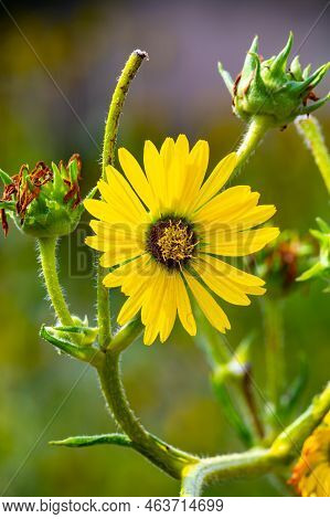 Yellow Flowers Heads Of Silphium Laciniatum Or Compass Plant Growing In Garden