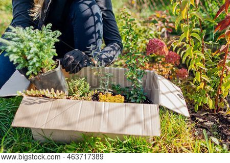 Gardener Received Parcel With Different Plants. Worker Unpacking Box With Evergreens In Fall Garden.