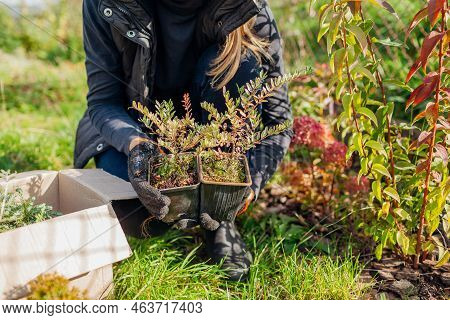 Gardener Holds Lonicera Pileata Plants In Containers Received From Nursery. Unpacking Box With Order