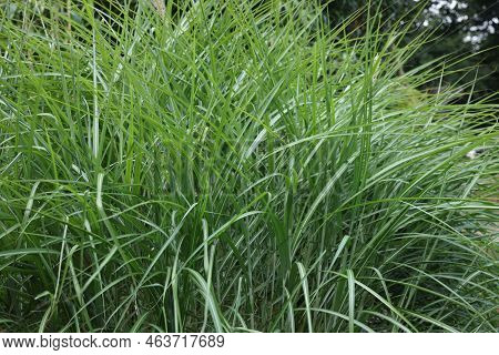 Beautiful Green Miscanthus Sinensis Growing In Park