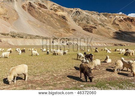 PAŞMİNA koyun ve Himalayalar'da otlatma keçi sürüsü. Himachal Pradesh, Hindistan
