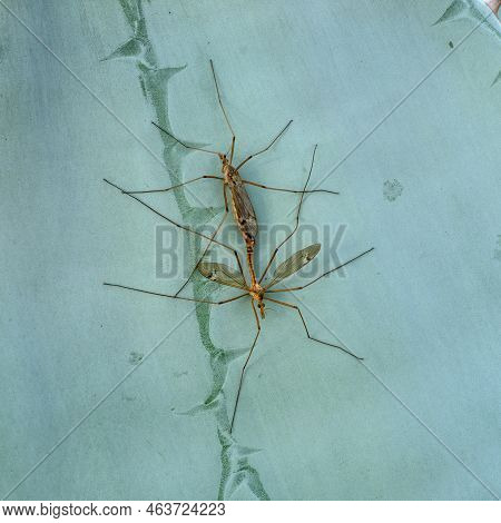 Tipulidae Flies Mating On Succulent Plant, Viewed From Above