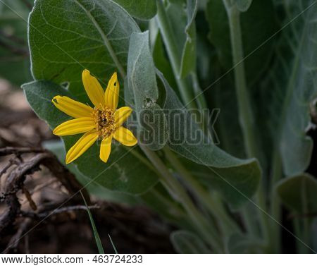 Wyethia Helenioides, Foothill Mule-ears, Yellow Flower At The Stebbins Cold Canyon, California, Usa,