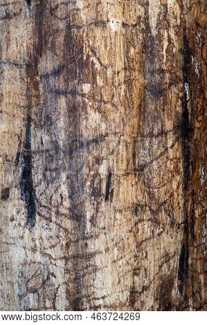 Base Of A Pine Tree With Bark Beetle Mines. These Insects Reproduce In The Inner Bark And Kill Live 