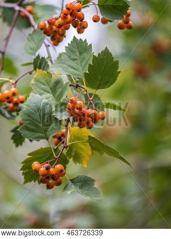 Autumn Hawthorn Branch With Red Berries And Yellow Green Leaves On A Blury Background. Autumn Leaf C