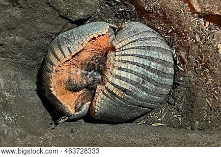 Closeup On Two Big Hairy Armadillo, Chaetophractus Villosus Curled And Sleeping At The Oliemeulen Zo