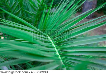 Single Green Palm Leaf. Palm Tree Close Up. Green Palm Leaf Textured Background. Selective Focus. Sh