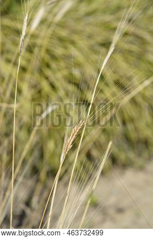 Einkorn Wheat In The Field In Summer